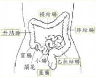 談「無痛全大腸鏡」高階健檢(相關圖片)