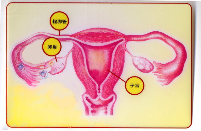 如何保護女性象徵卵巢，遠離可怕的癌症(相關圖片)