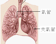 肺炎鏈球菌是老人、幼兒及慢性病患的健康殺手(相關圖片)