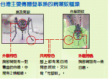 炎炎夏日注意蚊蟲叮咬  認識登革熱(相關圖片)