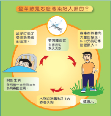 炎炎夏日注意蚊蟲叮咬  認識登革熱(相關圖片)