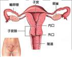 婦女生殖器官常見癌症-現代忙碌女性的健康大敵(相關圖片)