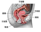 婦女生殖器官常見癌症-現代忙碌女性的健康大敵(相關圖片)