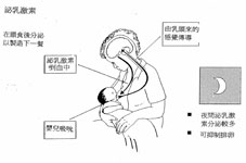 成功哺餵母乳三部曲(相關圖片)