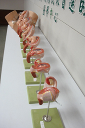 體驗當醫師 『小小華佗營』(相關圖片)