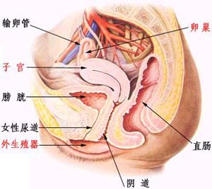 鎖不住  談『婦女常見的泌尿疾病』(相關圖片)