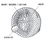 『人之初，性本善；膽固醇，性本惡？』  談脂蛋白、膽固醇的關係及運動對膽固醇的影響(相關圖片)