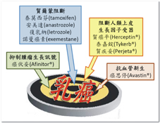 特定標靶  談『乳癌標靶治療』(相關圖片)