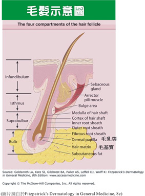 夏日除毛大作戰(相關圖片)
