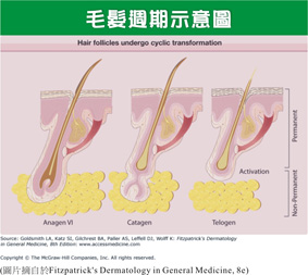 夏日除毛大作戰(相關圖片)