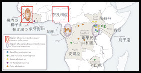 淺談伊波拉病毒(Ebola)(相關圖片)