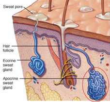 夏日除臭大作戰(相關圖片)