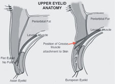 展現風華 會說話的電眼(相關圖片)