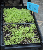 精神科日間照護中心  『築馨園』(相關圖片)