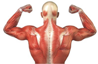 脊椎保健  活到老動到老(相關圖片)