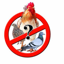 未曾解除的危機 禽流感(相關圖片)