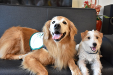 安寧病房的一股暖流   治療犬來訪！(相關圖片)