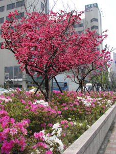 醫院露台、屋頂綠化措施  療癒病人身心靈健康(相關圖片)