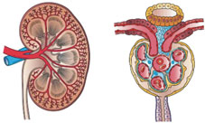 保護腎臟該知道的真相 談『慢性腎臟病』(相關圖片)