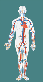 致命的不定時炸彈   談重度主動脈瓣膜狹窄症(相關圖片)