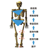 腳不對，整個身體都不對  談兒童下肢發展與扁平足(相關圖片)