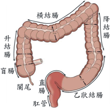 遠離大腸癌   中秋烤肉食材應注意(相關圖片)