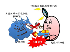 末期癌症的治癒不再遙不可及  諾貝爾榮耀與免疫治療(相關圖片)