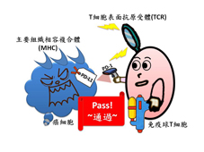 末期癌症的治癒不再遙不可及  諾貝爾榮耀與免疫治療(相關圖片)