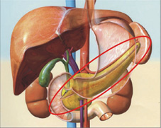 診斷『胰臟腫瘤』的新利器   對比增強諧波內視鏡超音波(相關圖片)