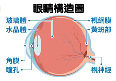 兒童近視控制好  掌握治療時機沒煩惱(相關圖片)