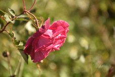 一世親子情感  以愛、堅持、耐心(相關圖片)