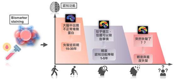 創新研發失智症檢測   血液生物標記「類澱粉蛋白之專一T細胞免疫反應檢測」(相關圖片)