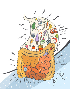  健康『腸』年菜  過年沒煩惱(相關圖片)