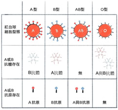跨過血型的壁壘  ABO血型不相容腎臟移植(相關圖片)