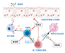 氣喘「精準治療」  生物製劑的應用(相關圖片)